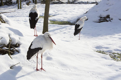 Birds on snow