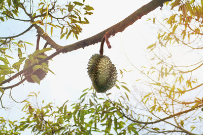 Low angle view of berries on tree against sky