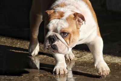 Close-up of dog looking away