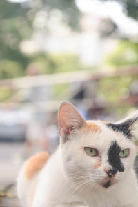 Close-up portrait of a cat