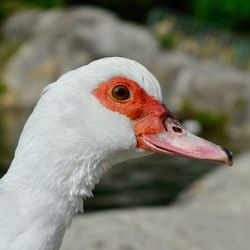 Close-up of a bird