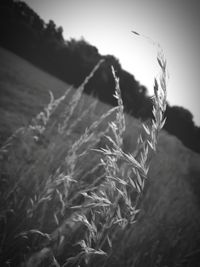 Close-up of plants growing on field