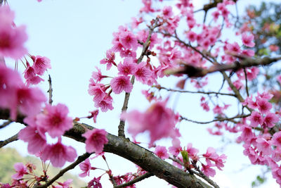 Low angle view of pink cherry blossom