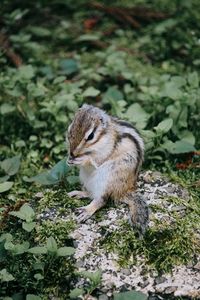 Close-up of squirrel