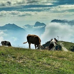 Cows grazing on field against sky