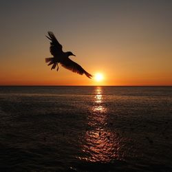 Silhouette bird flying over sea at sunset