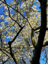 Low angle view of flowering tree against blue sky