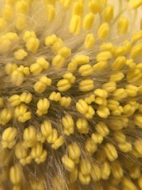 Macro shot of yellow flower