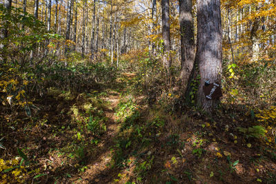 Trees growing in forest