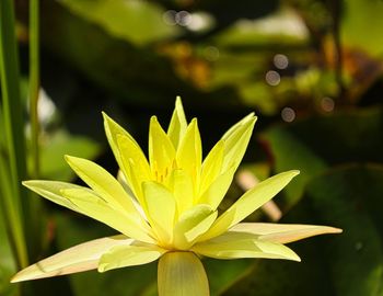 Close-up of yellow flowering plant