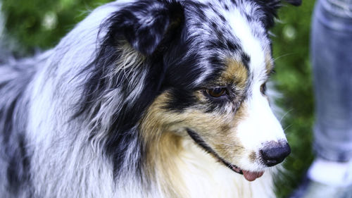 Close-up of dog looking away