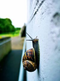 Close-up of snail