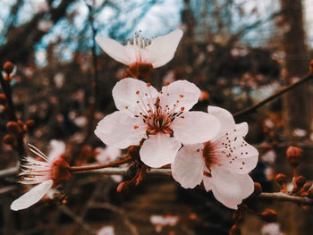 Close-up of white cherry blossoms in spring