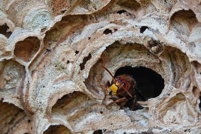 Close-up of bee on rock
