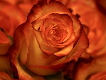 Close-up of rose flower