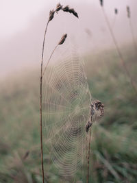 Close-up of spider on web