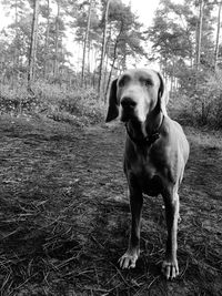 Dog on dirt road