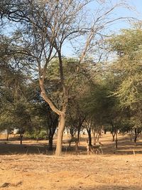 Bare trees on field