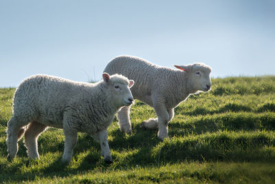 Sheep in a field