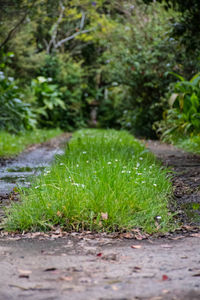 Close-up of wet plants growing on field