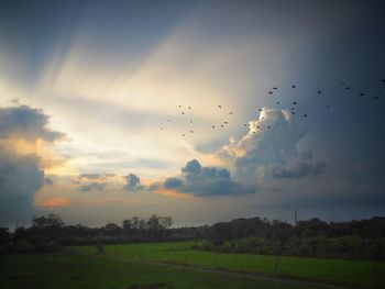 Flock of birds flying in the sky