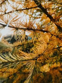Close-up of pine tree leaves during autumn