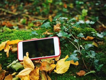 Autumn leaves on mobile phone