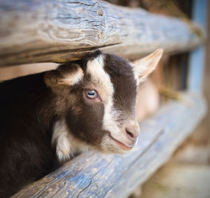 Close-up of goat