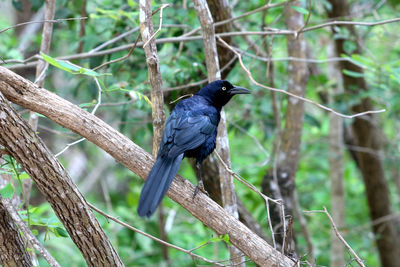 Bird perching on a tree