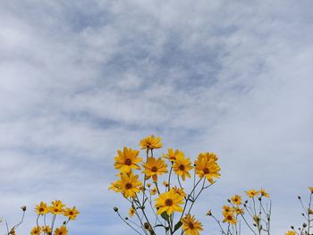 Low angle view of yellow flowering plant against sky