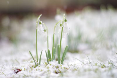 Close-up of flowering plants on land