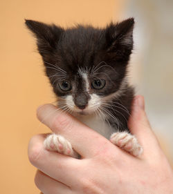 Midsection of person holding cat