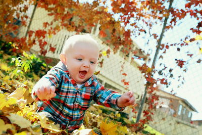 Close-up of cute boy in autumn tree