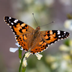 Close-up of butterfly pollinating flower