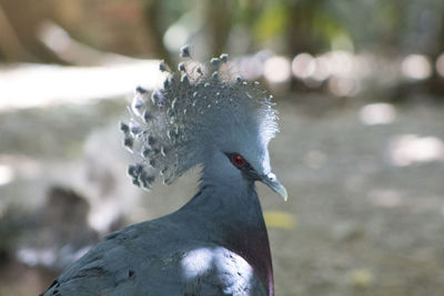 Close-up of pigeon