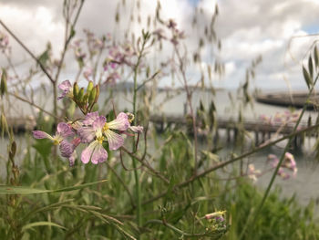 Close-up of pink flowering plant