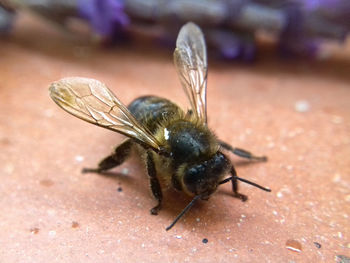 Close-up of insect