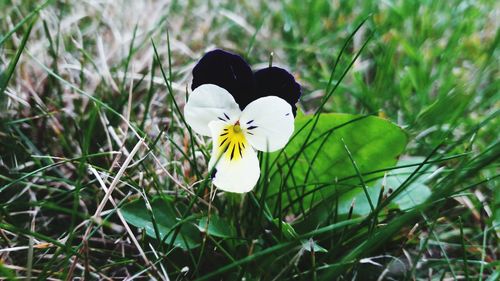 Close-up of white flower growing on field