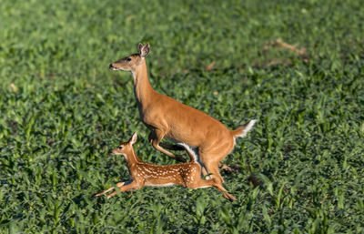 Side view of deer on field