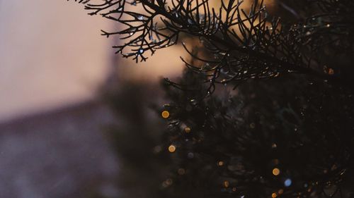 Close-up of wet tree at night