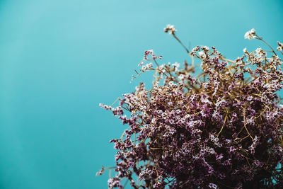 Close-up of cherry blossom against blue sky