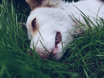 Close-up of dog on field