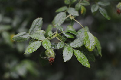 Close-up of green leaves