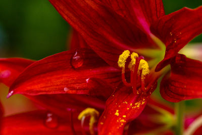 Close-up of red lily