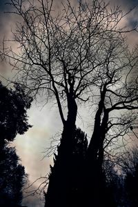 Silhouette of bare tree against sky