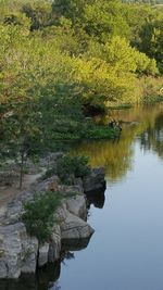 Scenic view of lake in forest