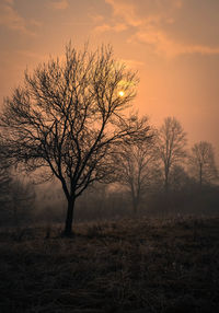 Bare trees on field at sunset