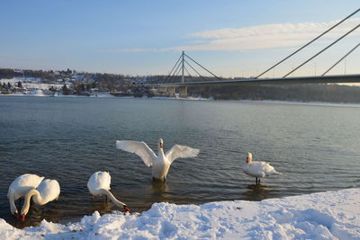 Swan with open wings standing in the water on the snowy bank of the river with other swans