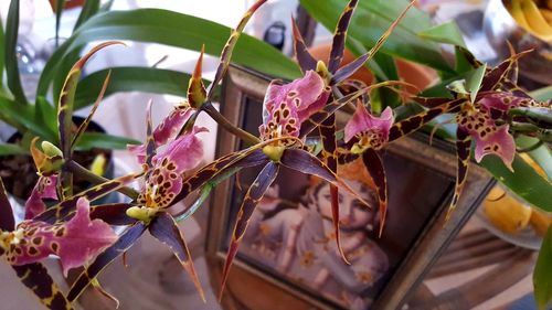 Close-up of butterfly on plant