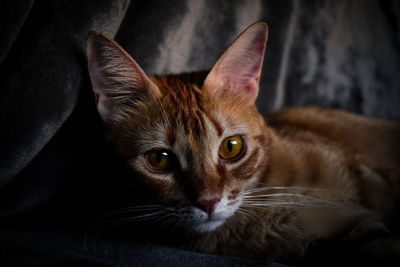 Close-up portrait of cat relaxing at home